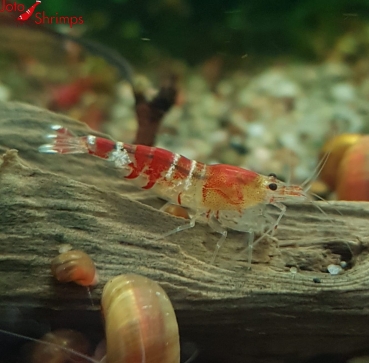 Crystal Red